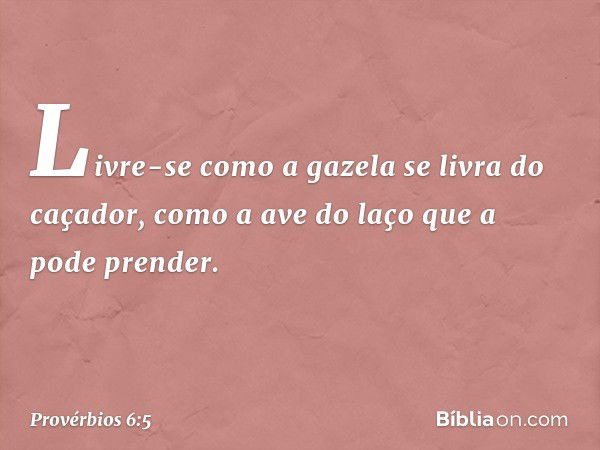 Livre-se como a gazela se livra do caçador,
como a ave do laço que a pode prender. -- Provérbios 6:5