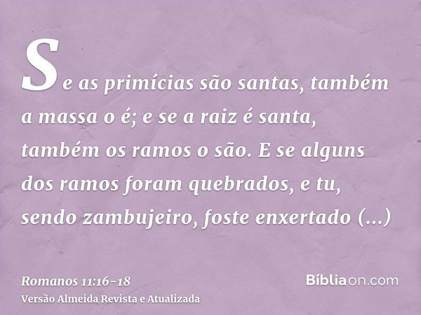 Se as primícias são santas, também a massa o é; e se a raiz é santa, também os ramos o são.E se alguns dos ramos foram quebrados, e tu, sendo zambujeiro, foste 