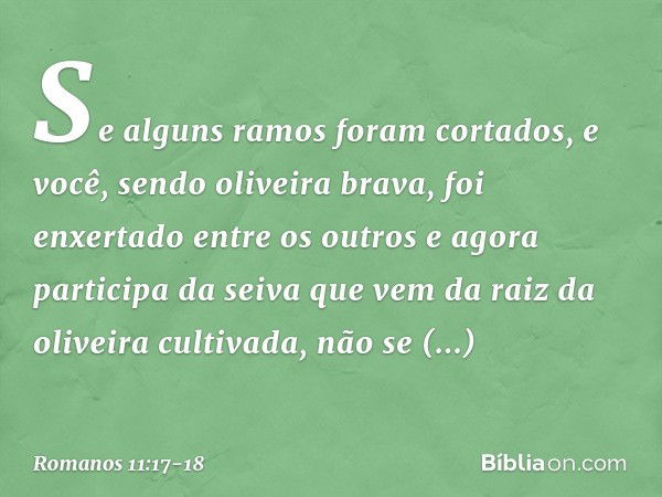 Se alguns ramos foram cortados, e você, sendo oliveira brava, foi enxertado entre os outros e agora participa da seiva que vem da raiz da oliveira cultivada, nã