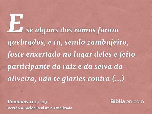 E se alguns dos ramos foram quebrados, e tu, sendo zambujeiro, foste enxertado no lugar deles e feito participante da raiz e da seiva da oliveira,não te glories