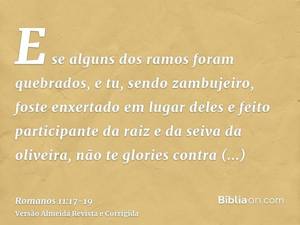 E se alguns dos ramos foram quebrados, e tu, sendo zambujeiro, foste enxertado em lugar deles e feito participante da raiz e da seiva da oliveira,não te glories