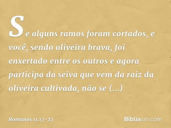 Se alguns ramos foram cortados, e você, sendo oliveira brava, foi enxertado entre os outros e agora participa da seiva que vem da raiz da oliveira cultivada, nã