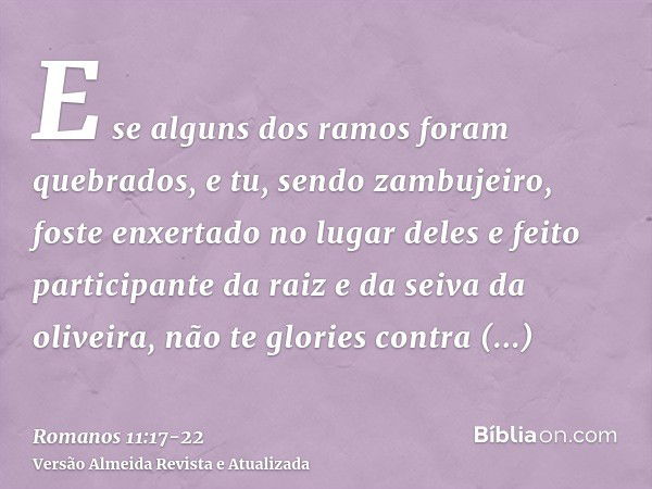 E se alguns dos ramos foram quebrados, e tu, sendo zambujeiro, foste enxertado no lugar deles e feito participante da raiz e da seiva da oliveira,não te glories