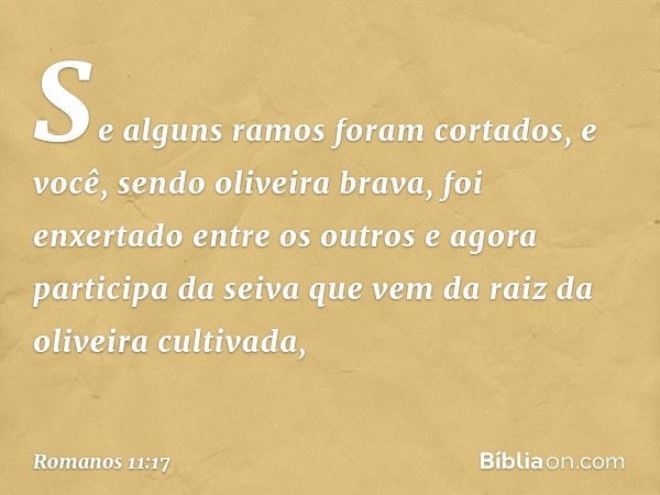 Se alguns ramos foram cortados, e você, sendo oliveira brava, foi enxertado entre os outros e agora participa da seiva que vem da raiz da oliveira cultivada, --