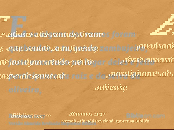 E se alguns dos ramos foram quebrados, e tu, sendo zambujeiro, foste enxertado no lugar deles e feito participante da raiz e da seiva da oliveira,