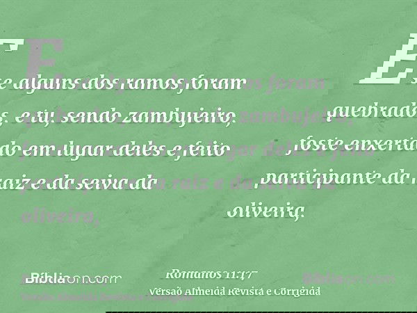 E se alguns dos ramos foram quebrados, e tu, sendo zambujeiro, foste enxertado em lugar deles e feito participante da raiz e da seiva da oliveira,