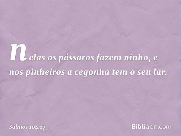 nelas os pássaros fazem ninho,
e nos pinheiros a cegonha tem o seu lar. -- Salmo 104:17