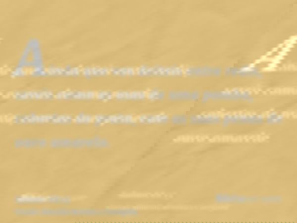 Ainda que vos deiteis entre redis, sereis como as asas de uma pomba, cobertas de prata, com as suas penas de ouro amarelo.
