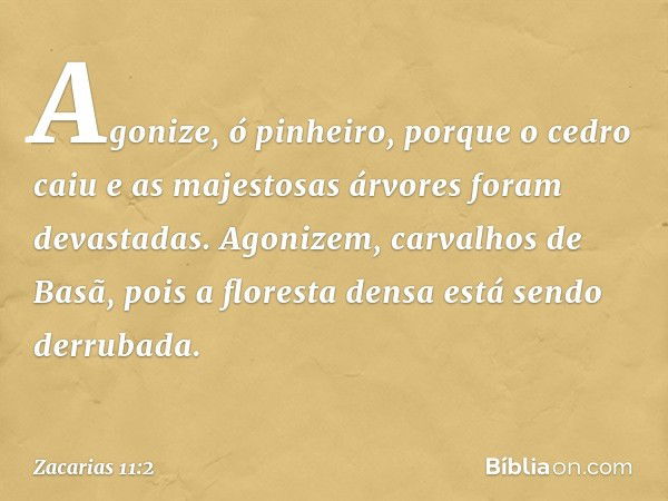 Agonize, ó pinheiro,
porque o cedro caiu
e as majestosas árvores
foram devastadas.
Agonizem, carvalhos de Basã,
pois a floresta densa
está sendo derrubada. -- Z