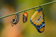 Explicação de 2 Coríntios 5:17: Se alguém está em Cristo, nova criatura é