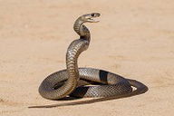 Moisés transforma cajado em cobra (passagem bíblica)