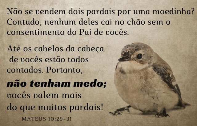 Mateus 10:29-31 - Deus cuida dos pardais, quanto mais de nós