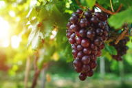 Esboço de pregação sobre a videira verdadeira em João 15