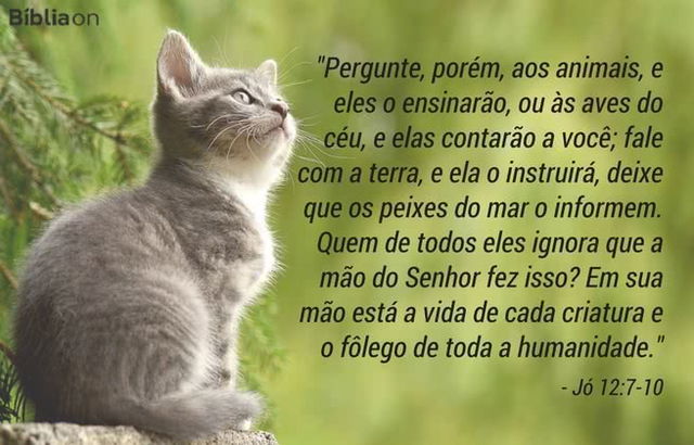 Pergunte, porém, aos animais, e eles o ensinarão, ou às aves do céu, e elas contarão a você; fale com a terra, e ela o instruirá, deixe que os peixes do mar o informem. Quem de todos eles ignora que a mão do Senhor fez isso? Em sua mão está a vida de cada criatura e o fôlego de toda a humanidade. Jó 12:7-10