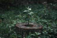 Ainda há esperança: Explicação de Jó 14:7-9 sobre a árvore cortada