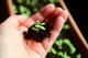 Lei da Semeadura (colhemos o que plantamos) na Bíblia