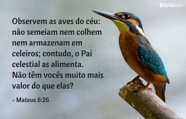 Observem as aves do céu: não semeiam nem colhem nem armazenam em celeiros; contudo, o Pai celestial as alimenta. Não têm vocês muito mais valor do que elas? Mateus 6:26