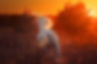 O cavalo branco do Apocalipse: e seu significado na Bíblia (Estudo Bíblico)
