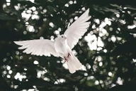 Oração para Sabedoria: 5 orações pedindo discernimento ao Espírito Santo