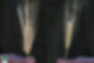 Parábola do joio e do trigo (com explicação)
