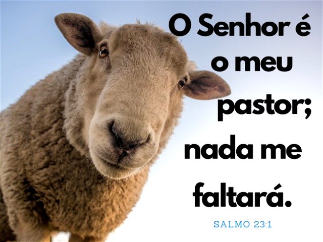 Imagem de uma ovelha - Salmo 23:1 