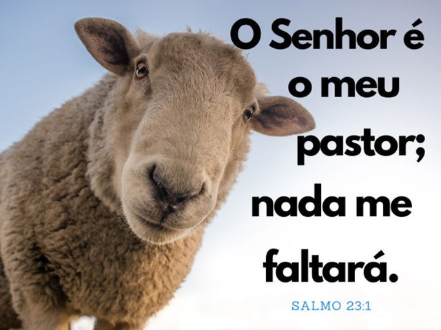 Imagem de uma ovelha - Salmo 23:1 